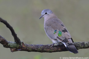 Emerald Spotted Wood dove